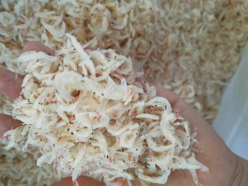 沾化虾皮