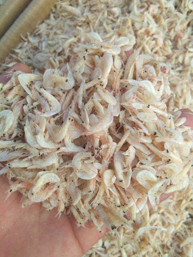 沾化虾皮