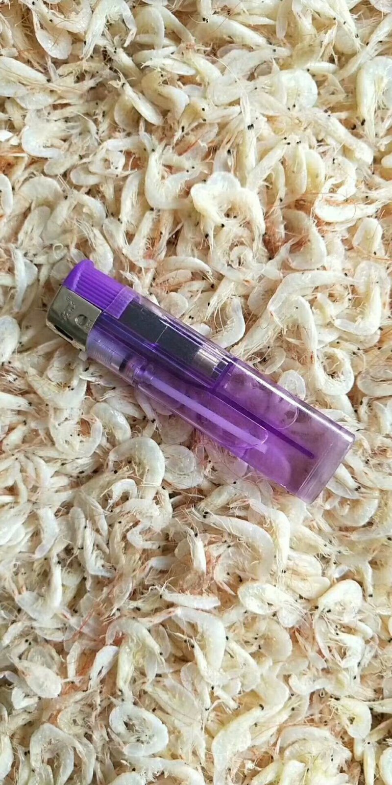 沾化虾皮