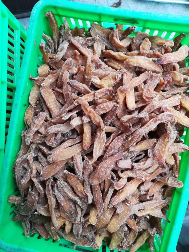 天麻种子干品