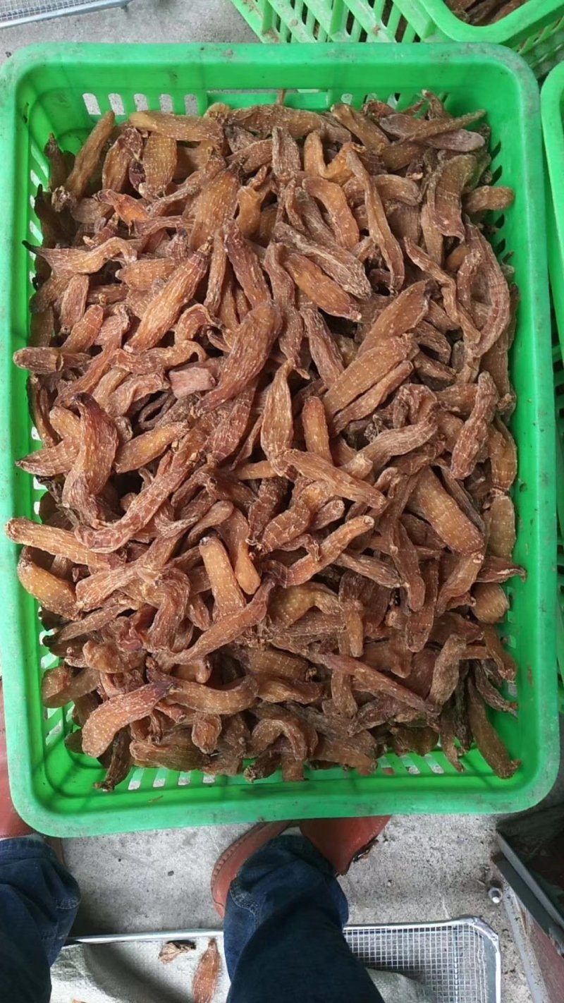 天麻种子干品
