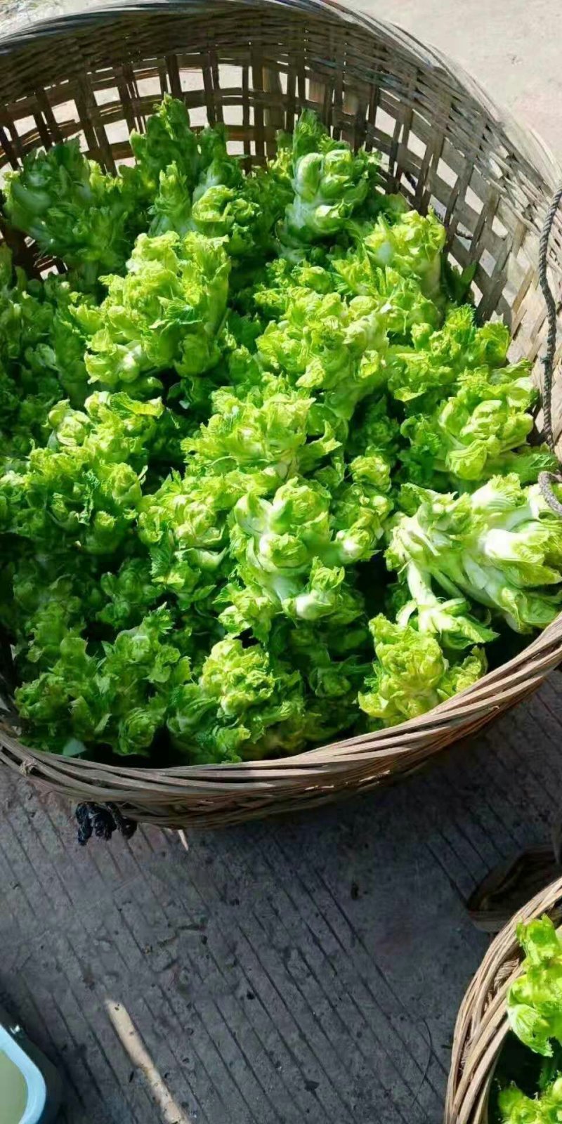 儿菜，儿多鲜嫩