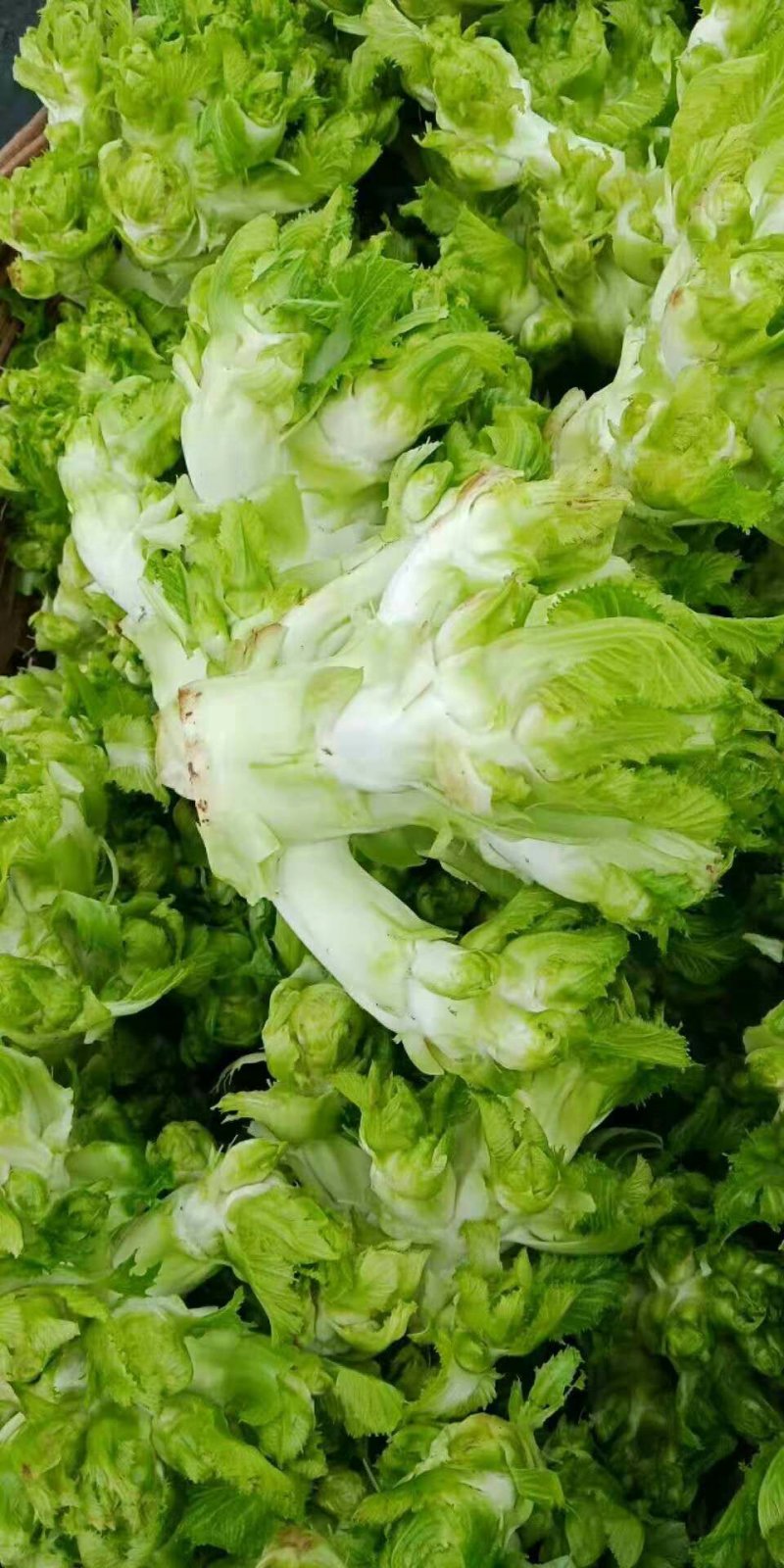 儿菜，儿多鲜嫩