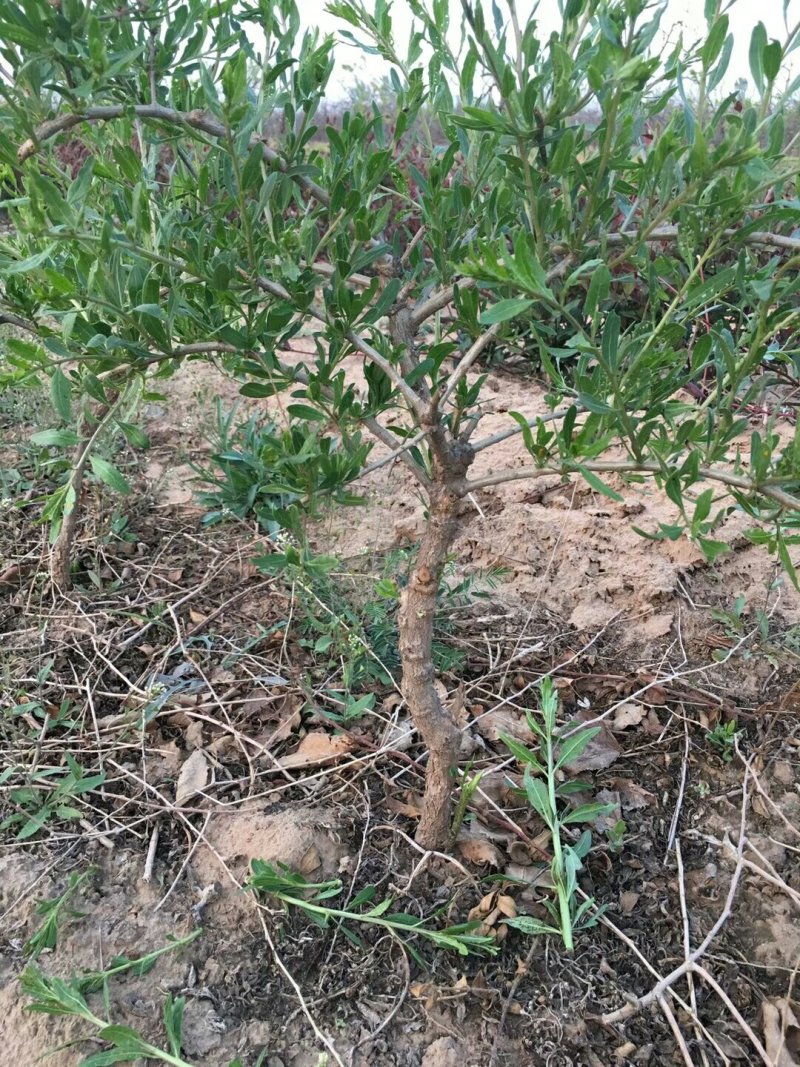 红枸杞苗