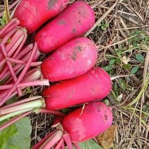 各种蔬菜都大量上市