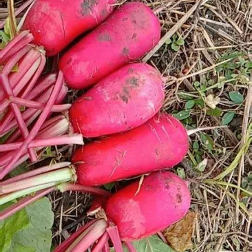 各种蔬菜都大量上市