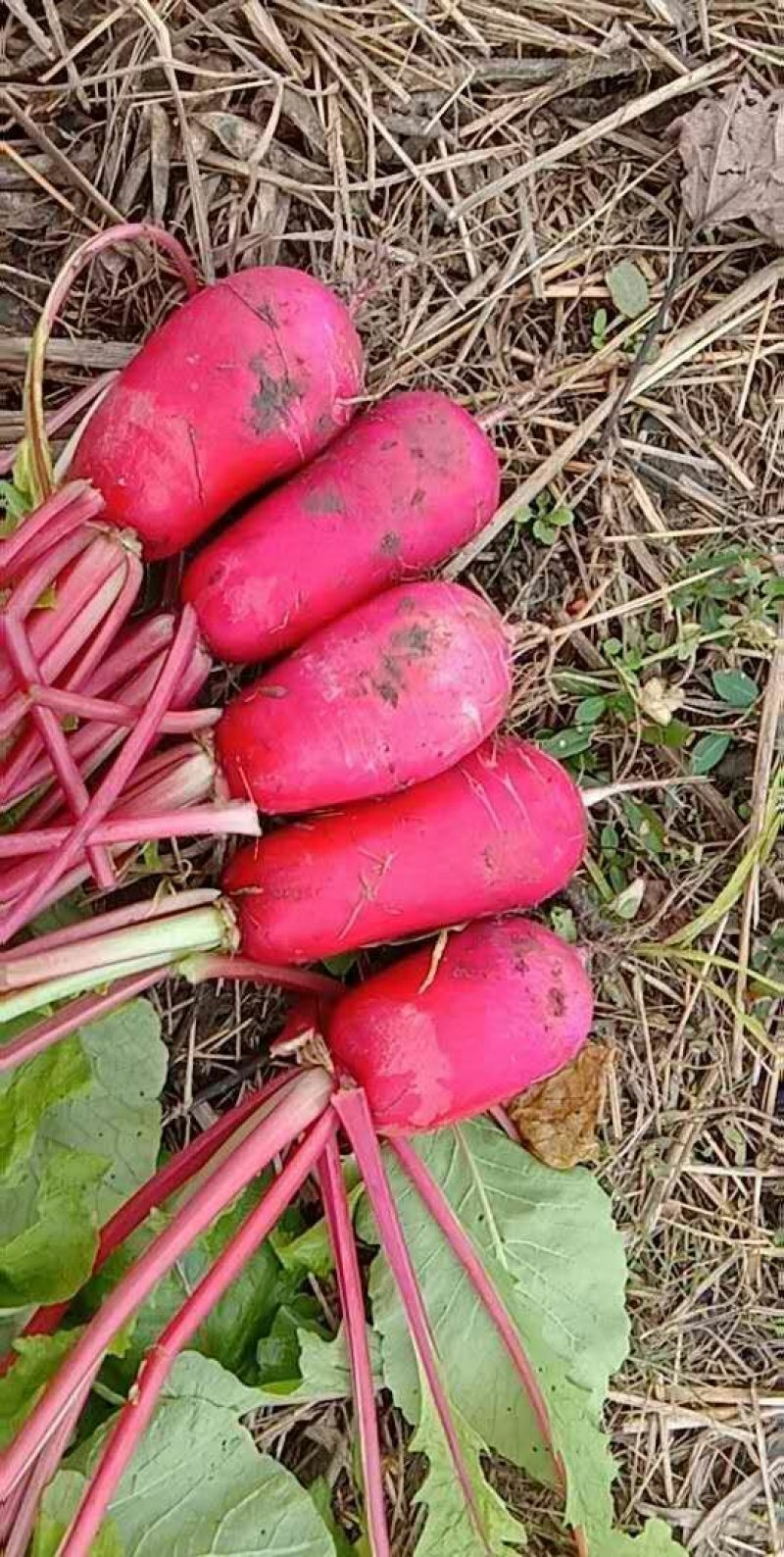 各种蔬菜都大量上市