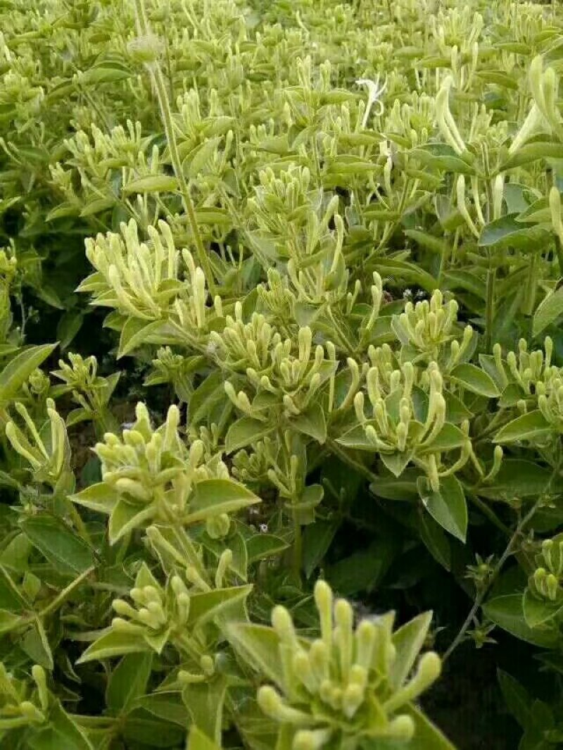 金银花
