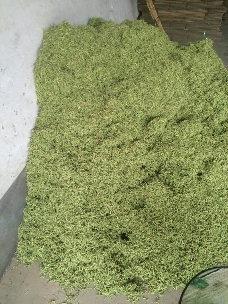 金银花