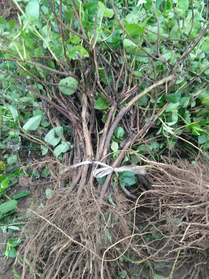 金银花