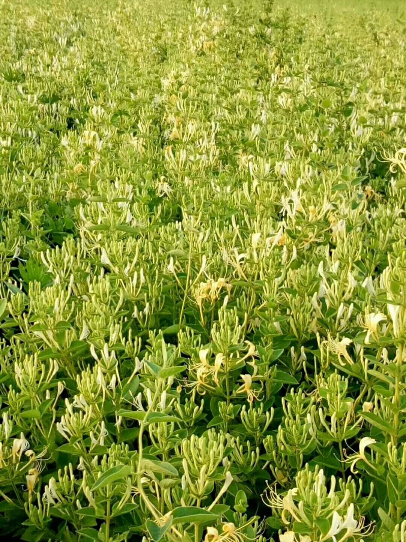 金银花