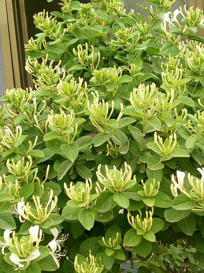 金银花