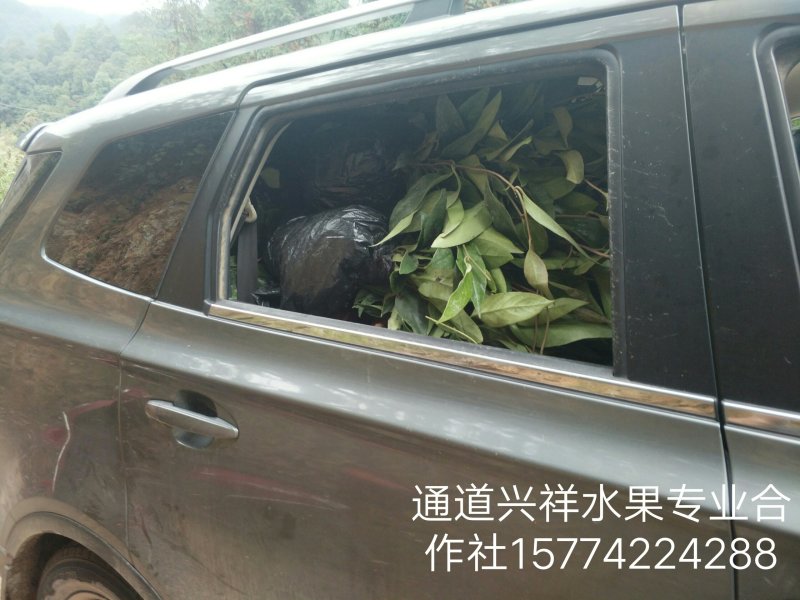 特色养身水果黑老虎改良苗