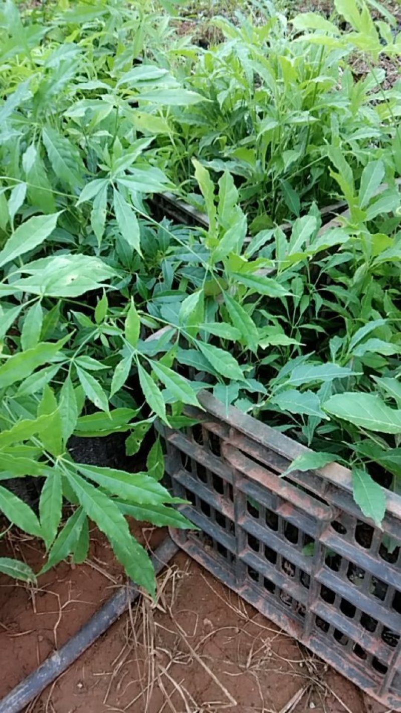 火镰菜苗滇西南药食兼用树种
