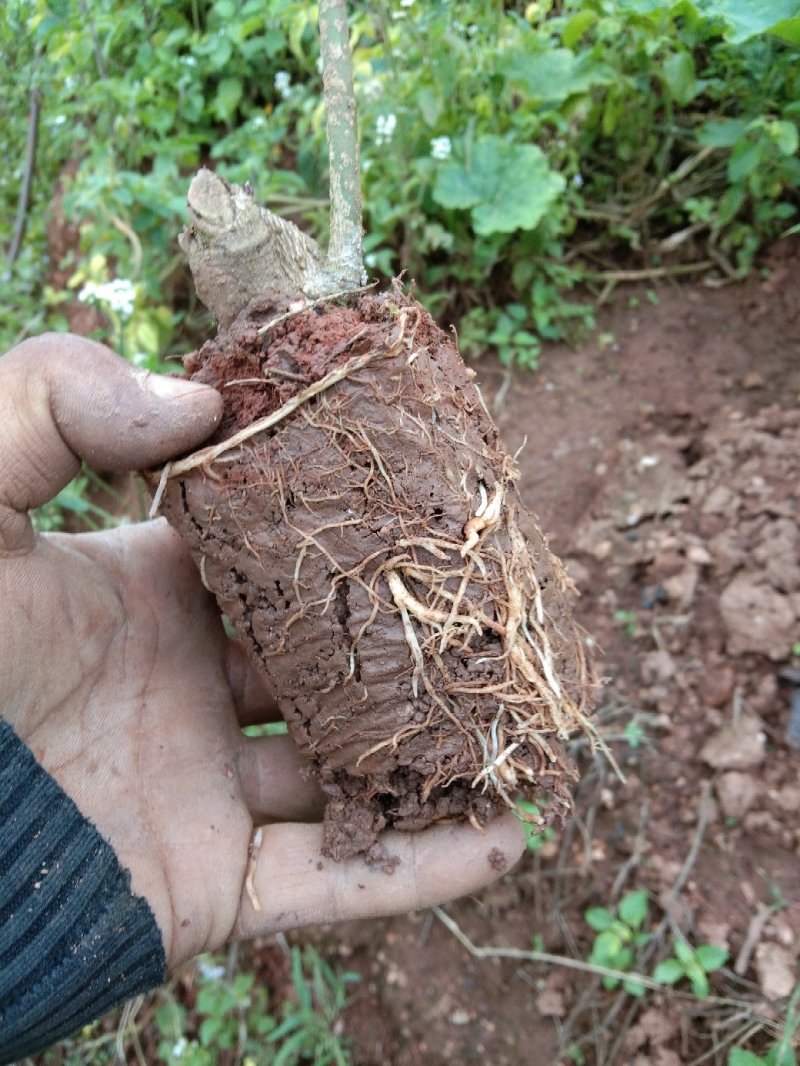 火镰菜苗滇西南药食兼用树种