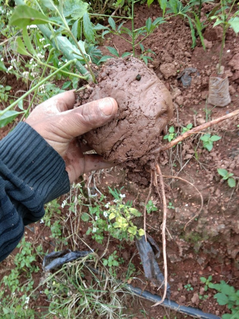 火镰菜苗滇西南药食兼用树种