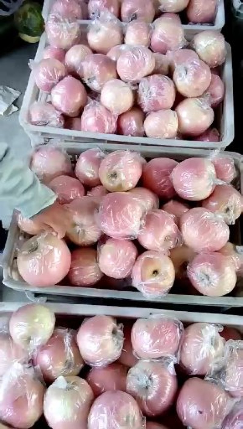 红富士苹果75mm以上膜袋