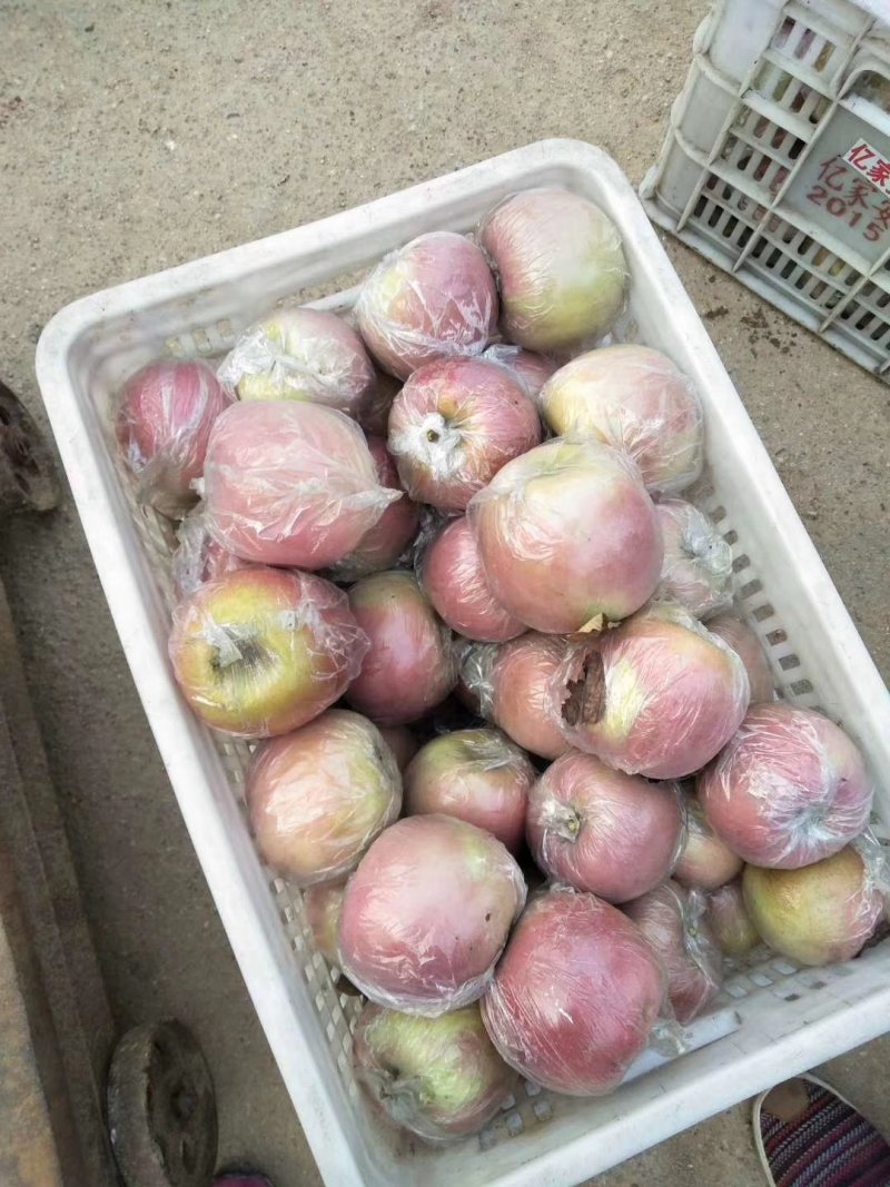 红富士苹果75mm以上膜袋