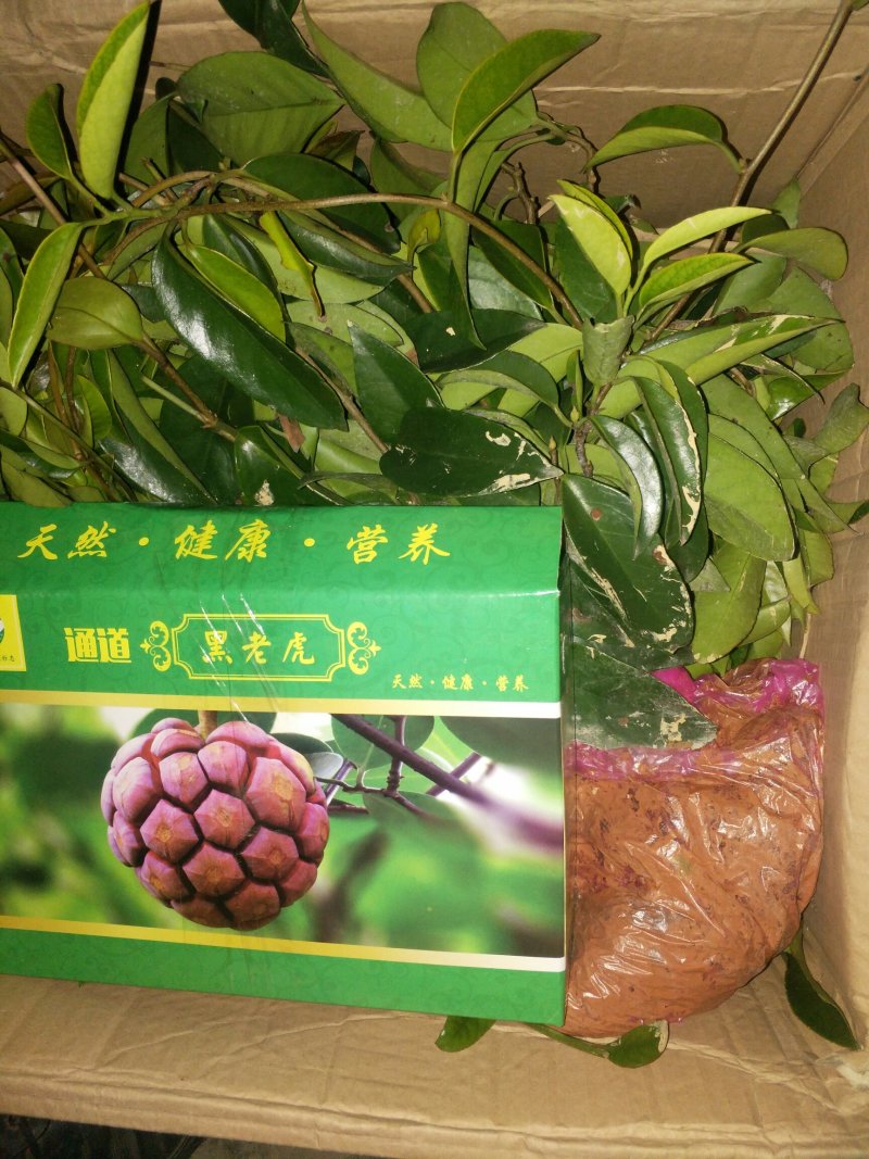 特色养身水果黑老虎改良苗
