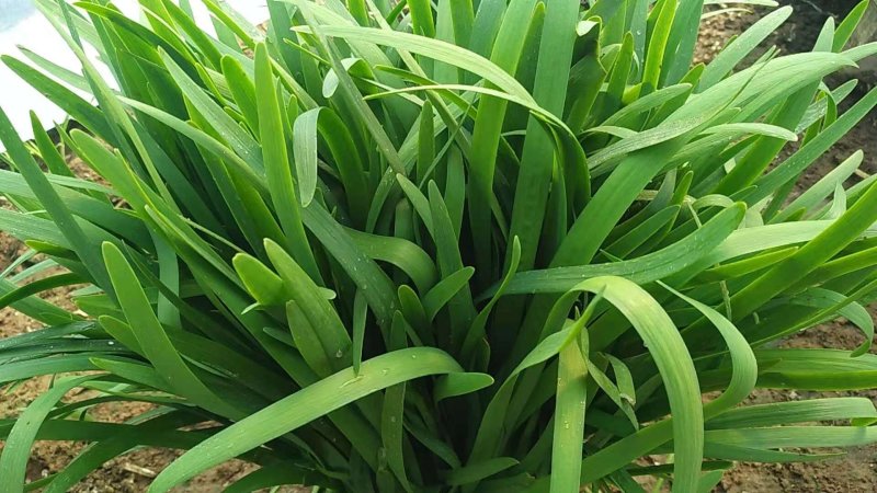 韭菜根粗叶宽