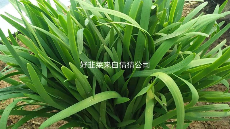 韭菜根粗叶宽