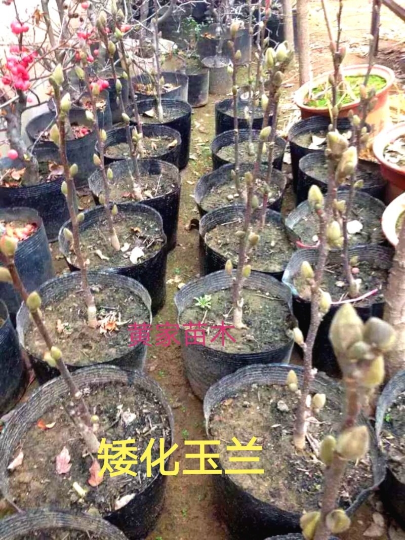 矮化玉兰矮化红玉兰苗矮化黄玉兰苗树型好，全部带花