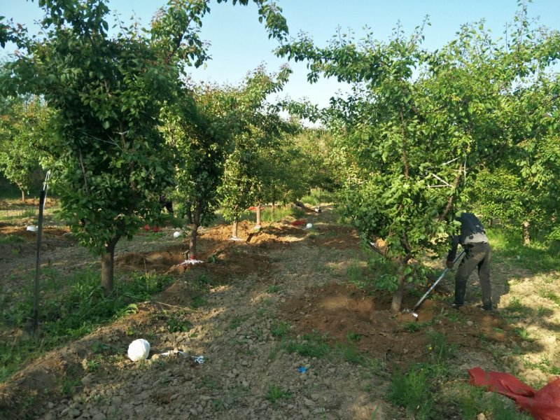 梨树，苹果树，柿子树，石榴树，樱桃树，杏树