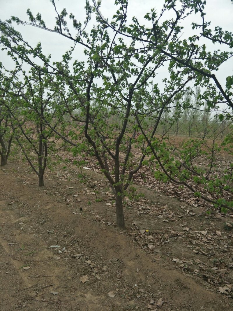 梨树，苹果树，柿子树，石榴树，樱桃树，杏树