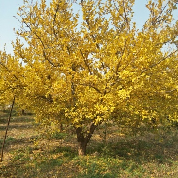 梨树，苹果树，柿子树，石榴树，樱桃树，杏树