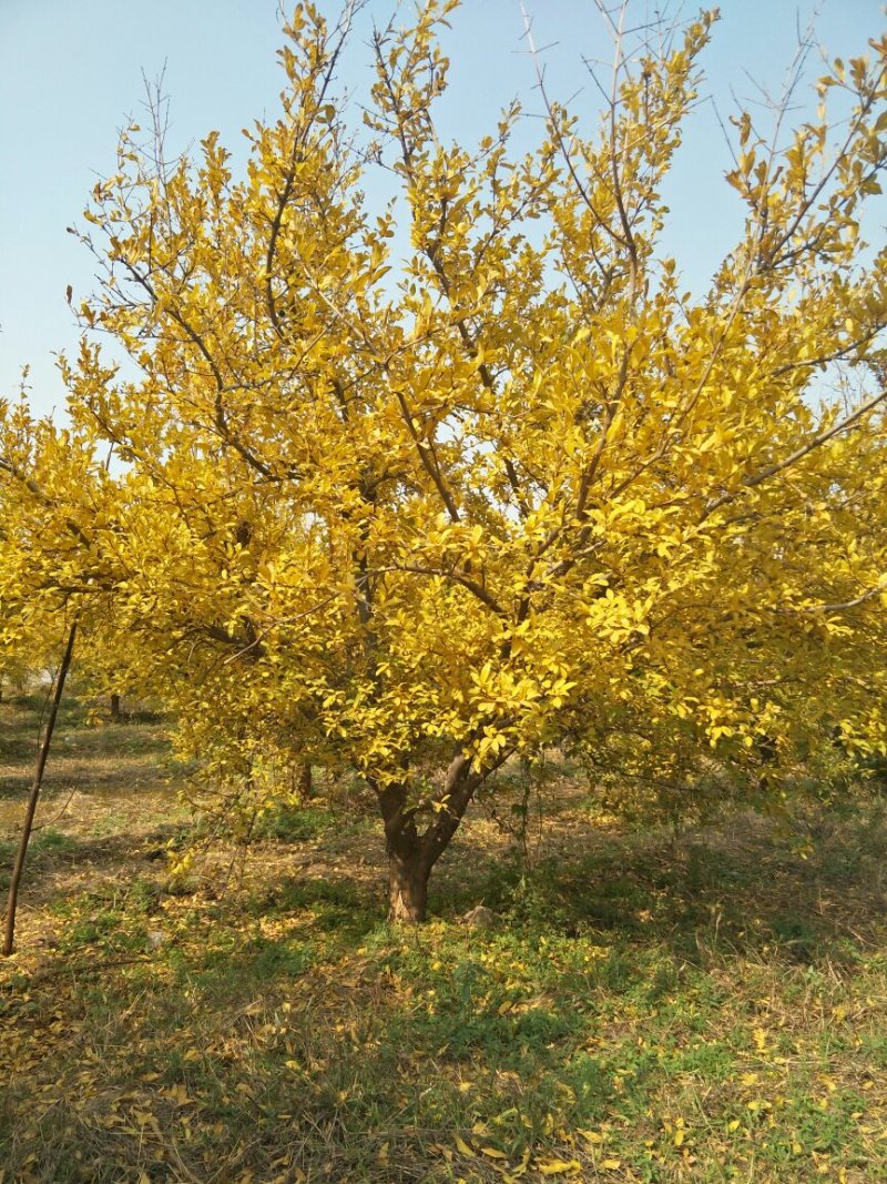 梨树，苹果树，柿子树，石榴树，樱桃树，杏树