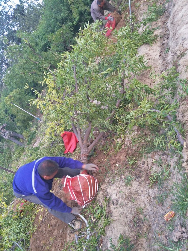 梨树，苹果树，柿子树，石榴树，樱桃树，杏树