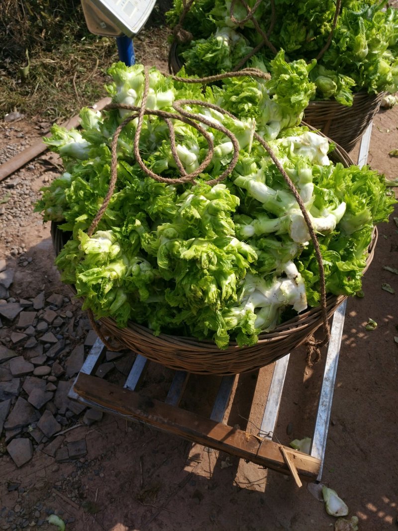 儿菜销售
