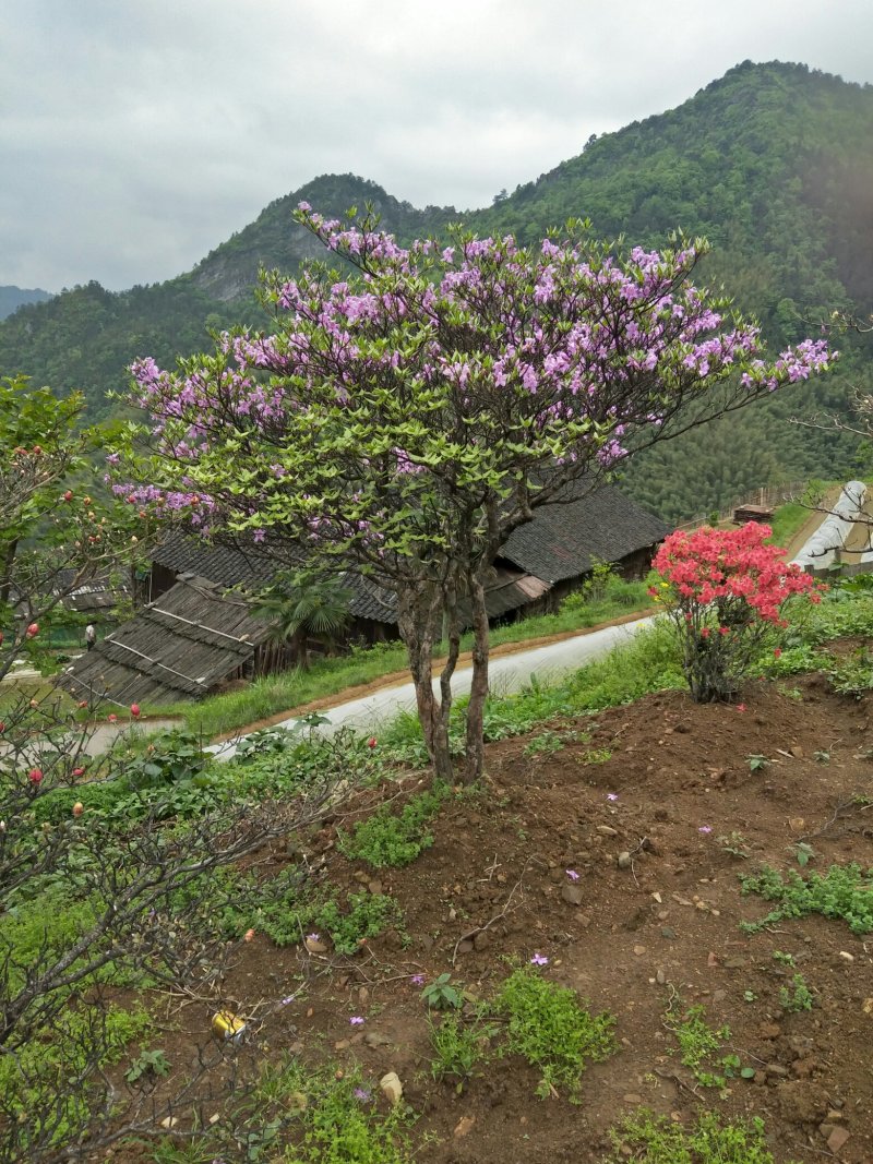 映山红