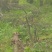 映山红