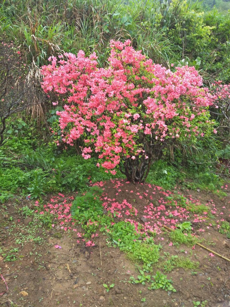 映山红