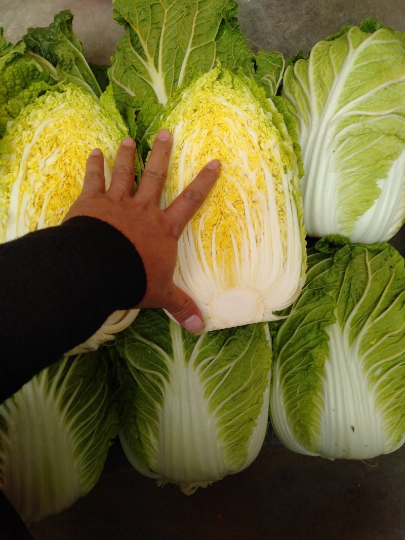 精品黄心白菜4~6斤净菜