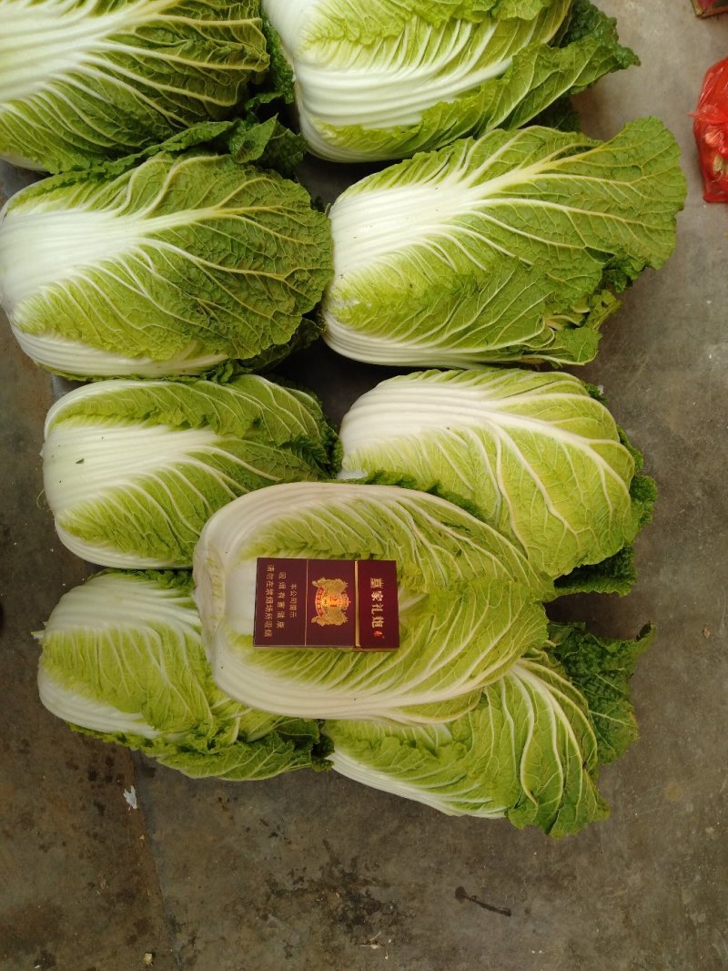精品黄心白菜4~6斤净菜