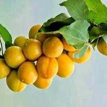 黄杏苗品种齐全免费提供种植技术基地直供