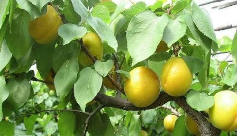 黄杏苗品种齐全免费提供种植技术基地直供