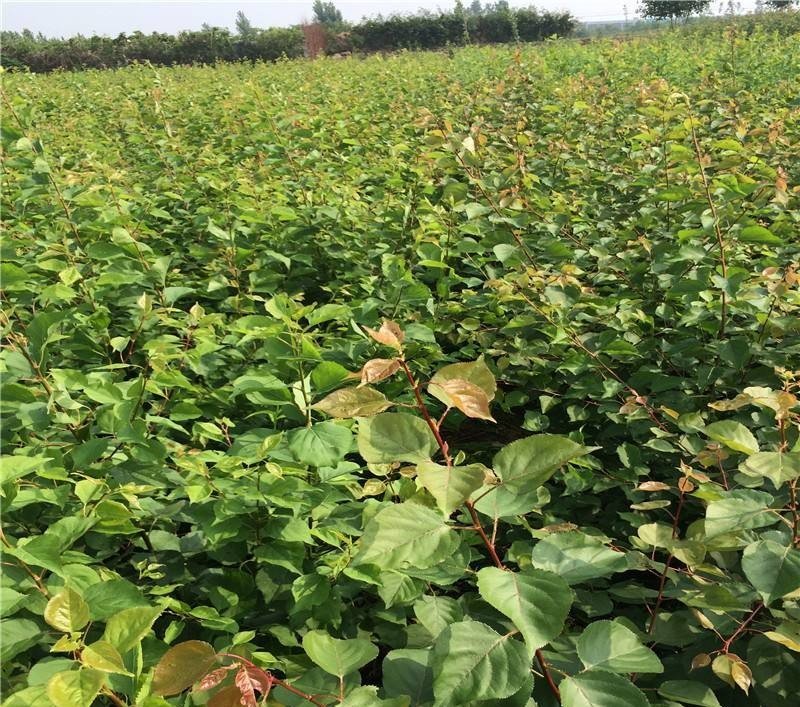 黄杏苗品种齐全免费提供种植技术基地直供