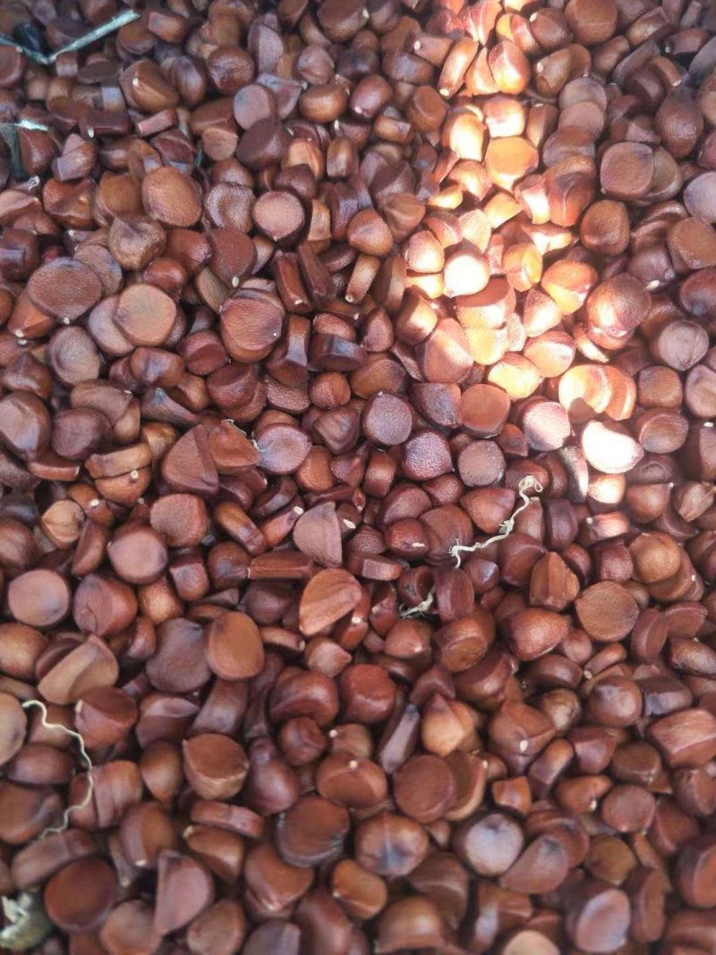 黄菖蒲