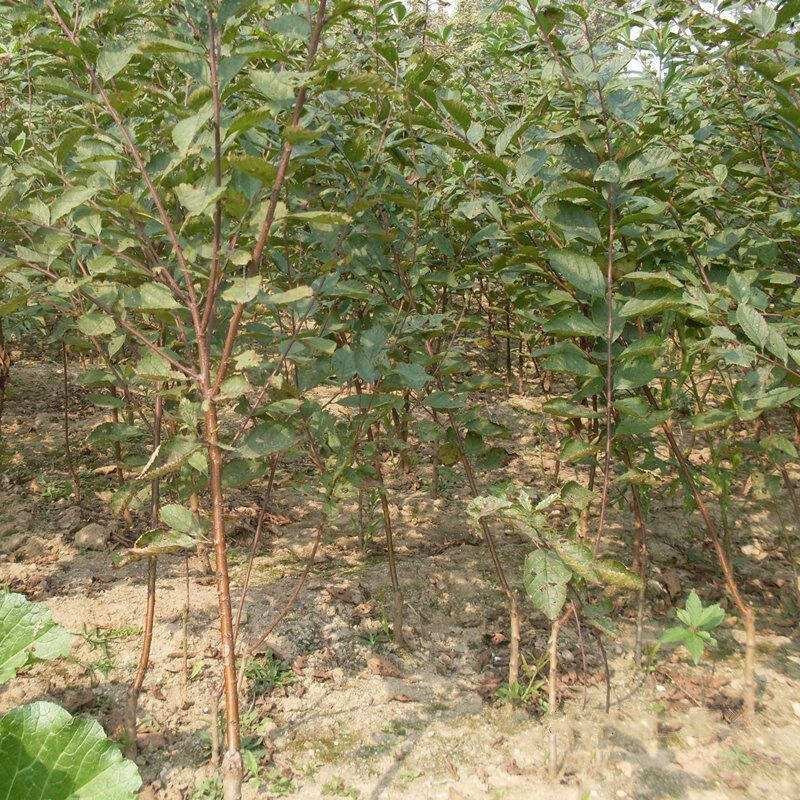 山杏苗山桃苗规格齐全保湿邮寄基地直供