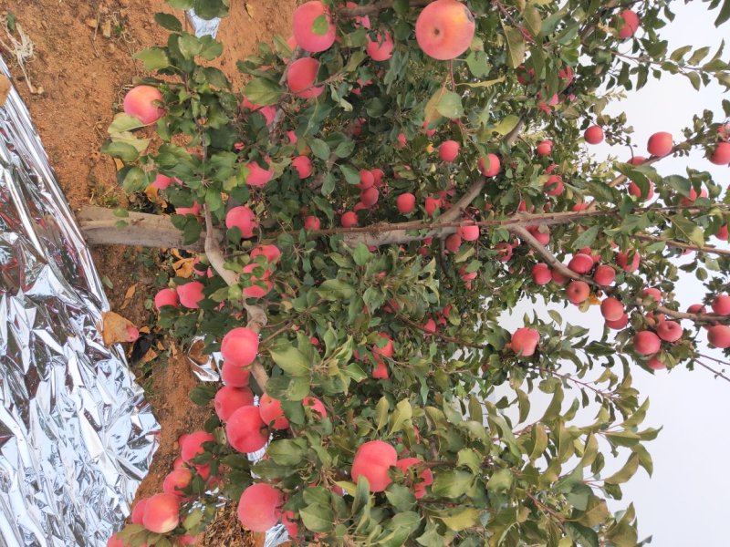 绥中寒富苹果