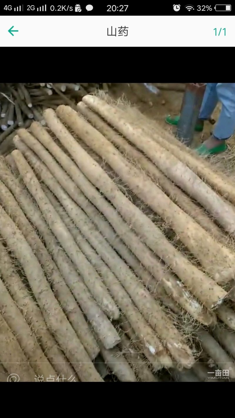 白玉山药