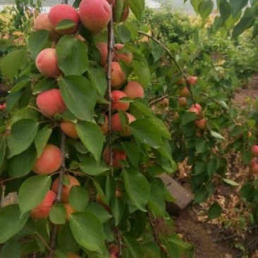 串枝红杏树苗品种纯正保湿邮寄免费提供种植技术