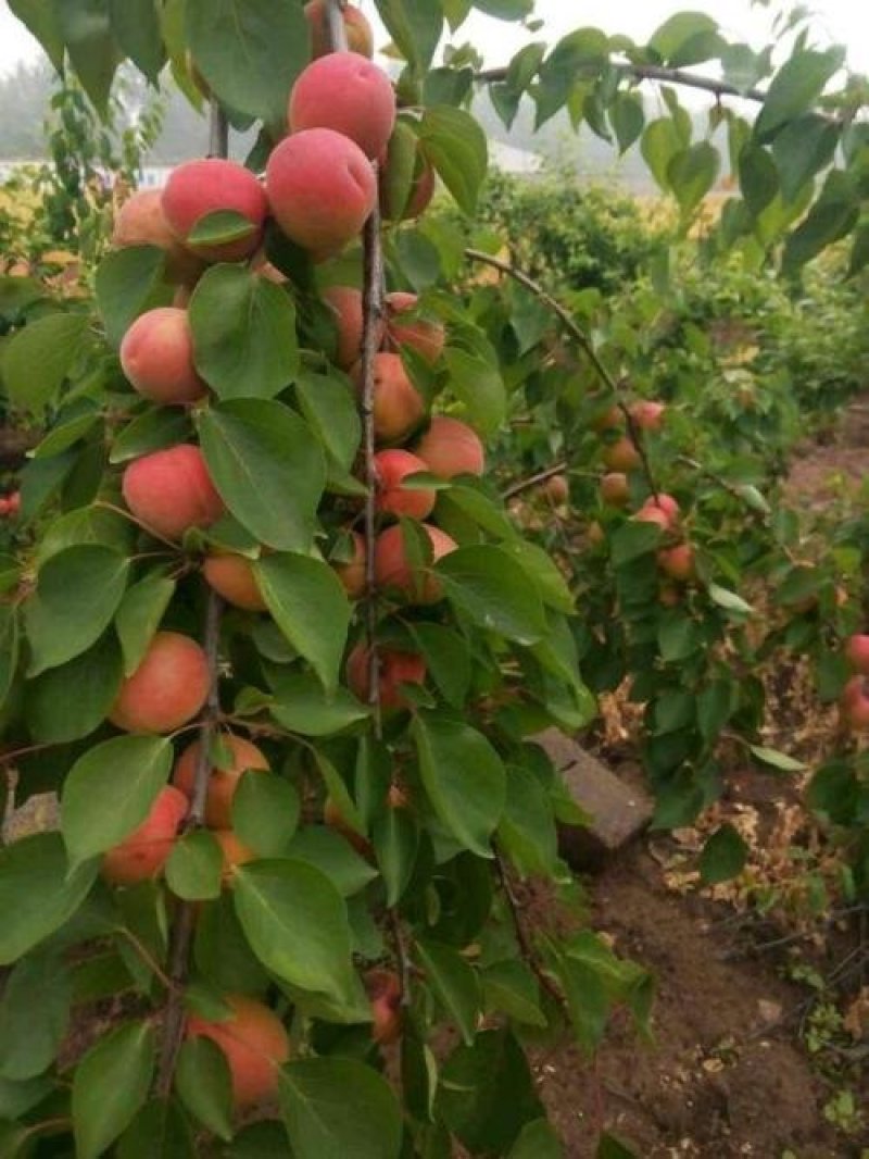 串枝红杏树苗品种纯正保湿邮寄免费提供种植技术