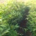 正宗江西中花吴茱萸树苗广西茶辣扦插枝条臭辣子嫁接无芋