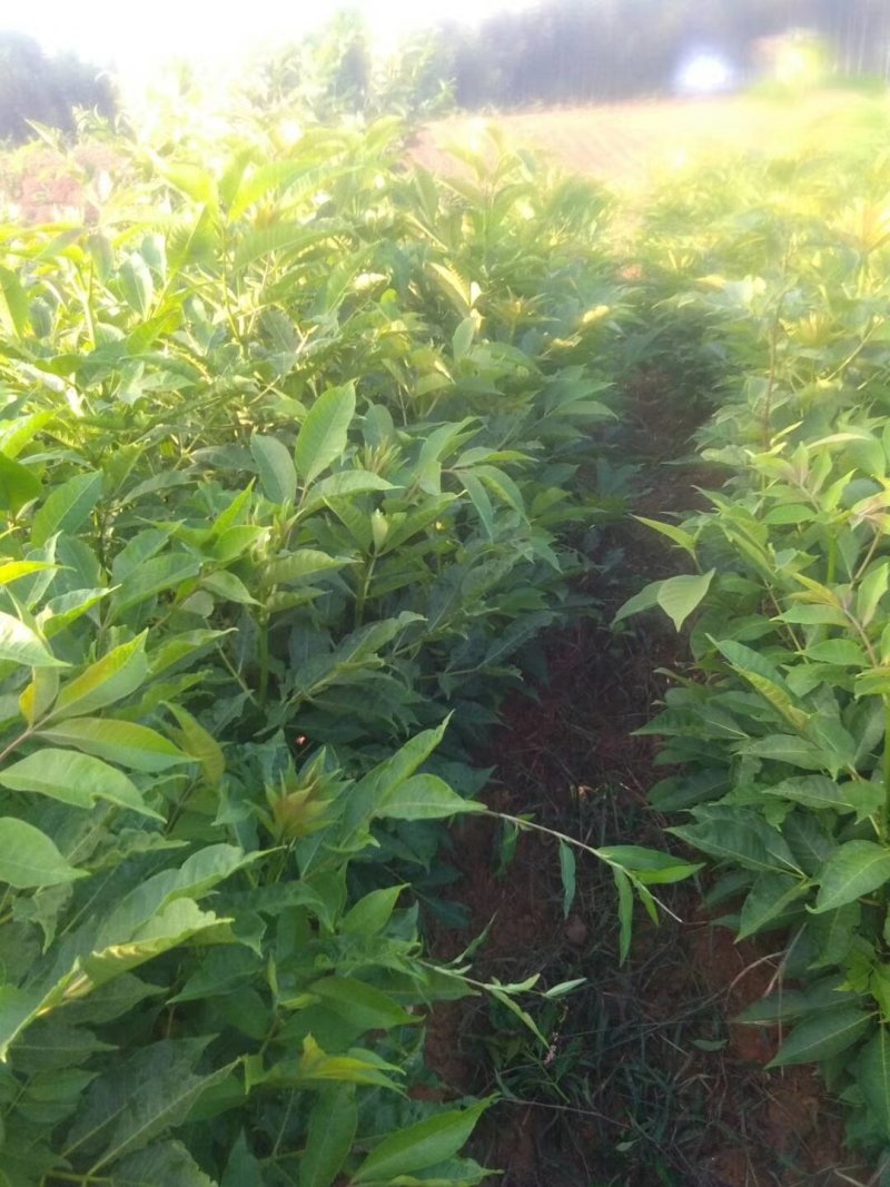 正宗江西中花吴茱萸树苗广西茶辣扦插枝条臭辣子嫁接无芋