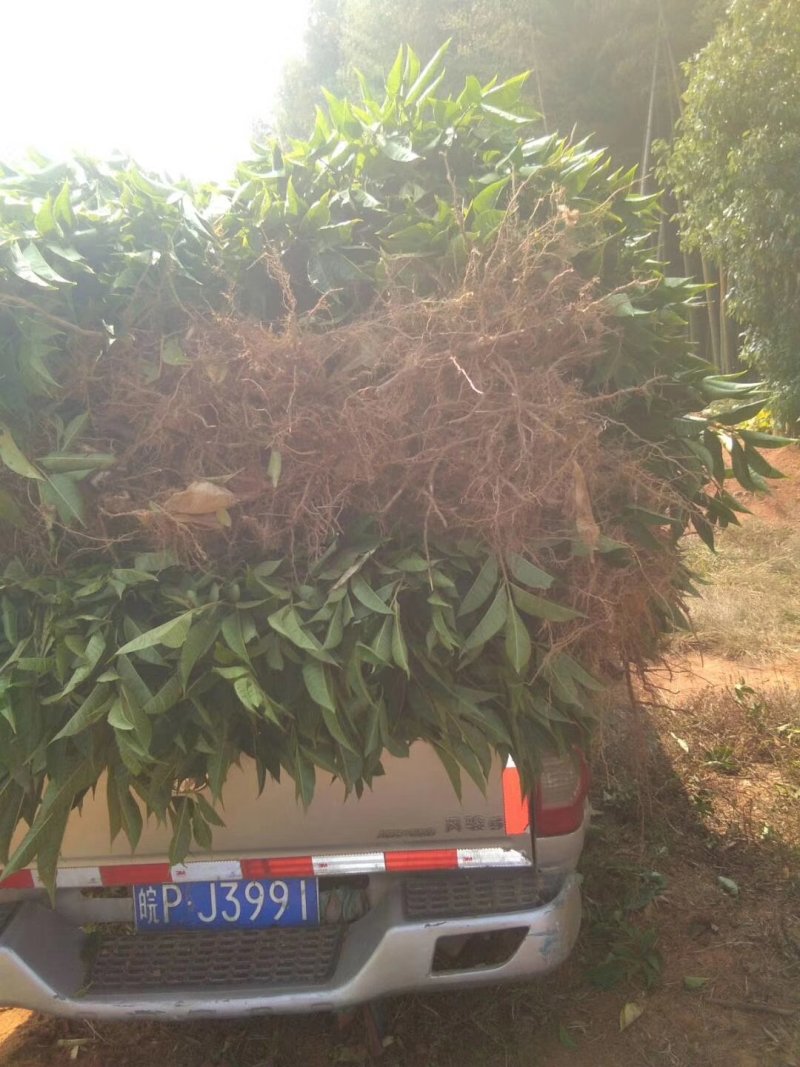 正宗江西中花吴茱萸树苗广西茶辣扦插枝条臭辣子嫁接无芋