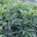 正宗江西中花吴茱萸树苗广西茶辣扦插枝条臭辣子嫁接无芋